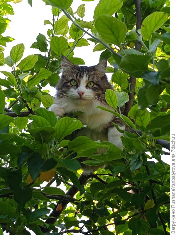 А это кот Ероша.