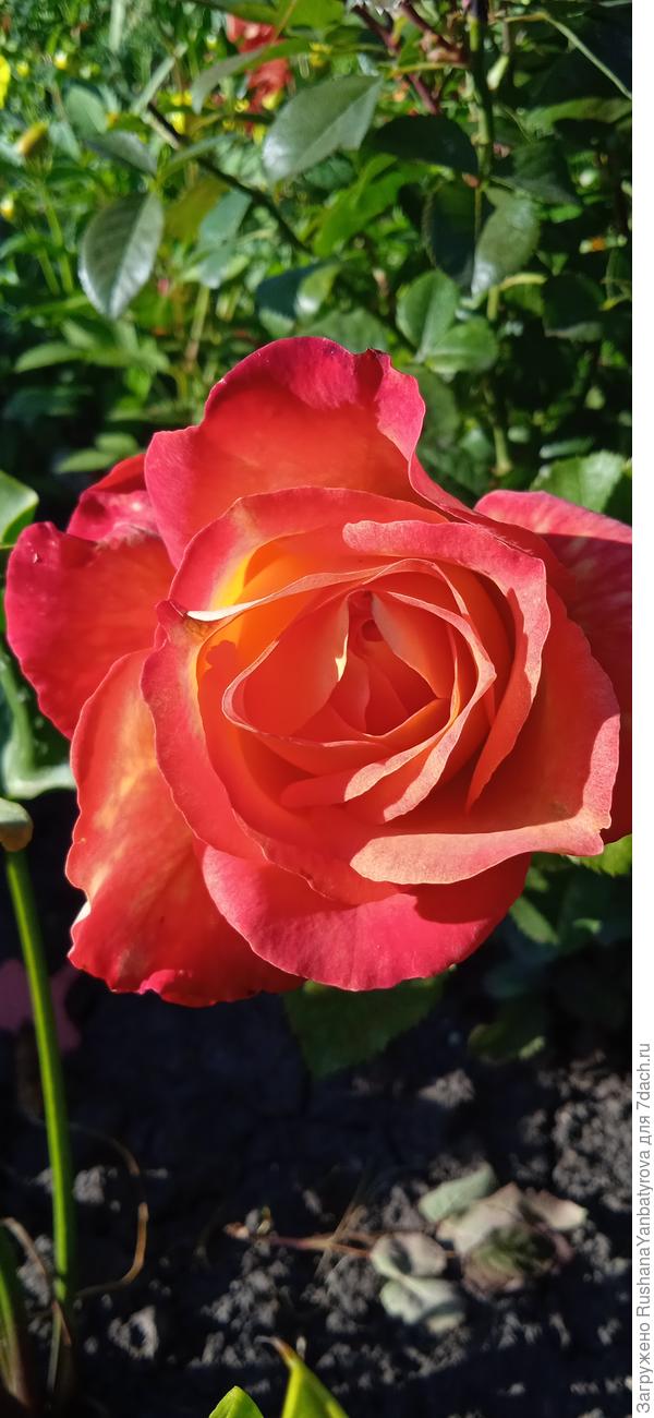 Розы благоухают благодаря советам по укрытию.