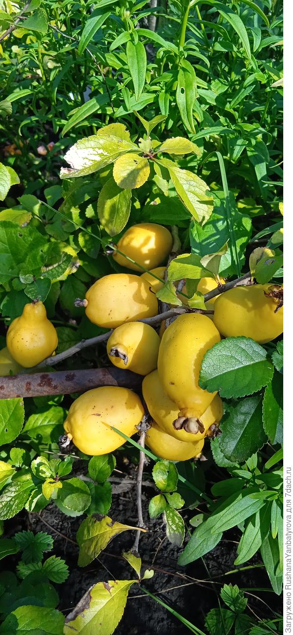 Хеномелес радует цветением и плодами, а саженцами поделился наш эксперт Франс Хасанович