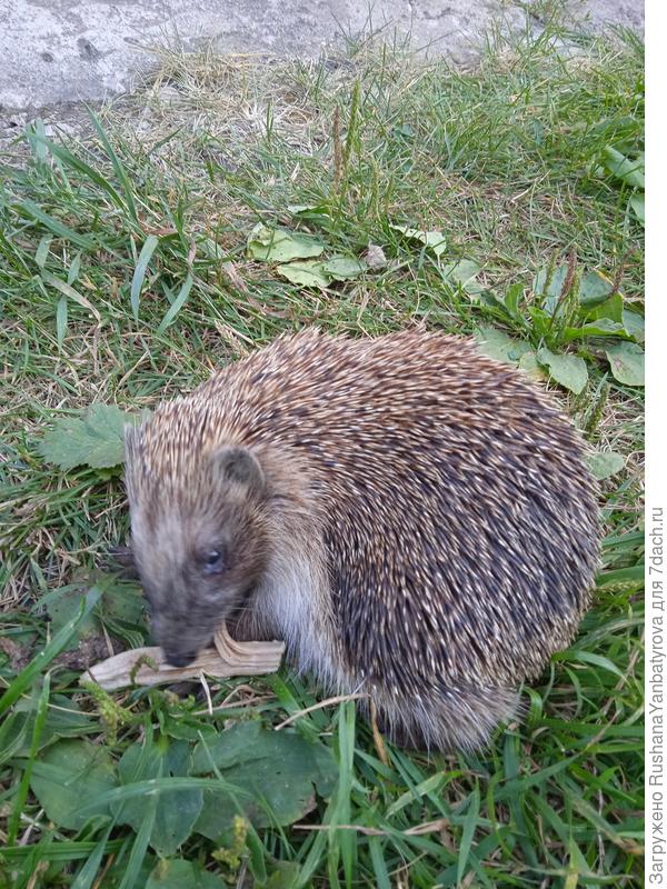 А это мой гость.