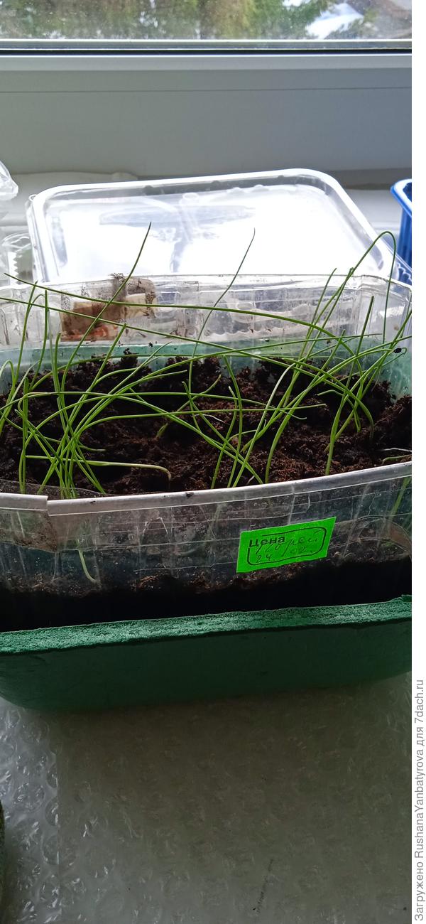 Остатки порея надо отдать