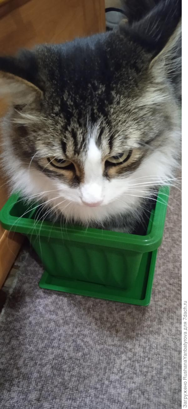 "Возьми меня на дачу! "