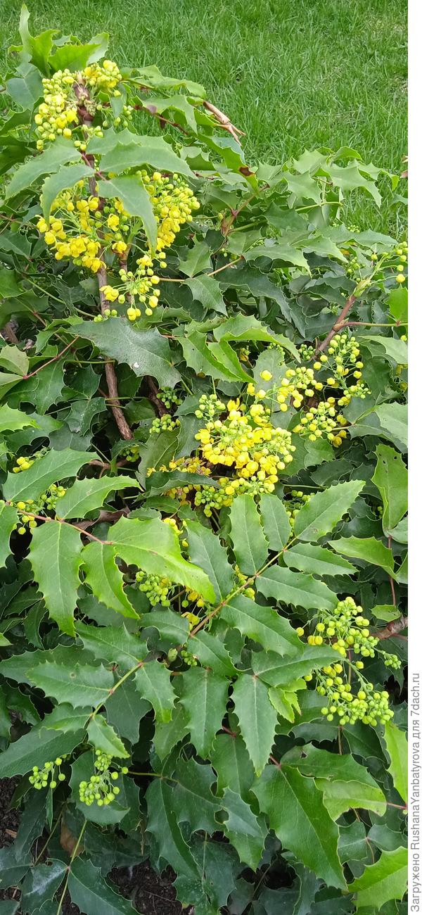 Магония падуболистная