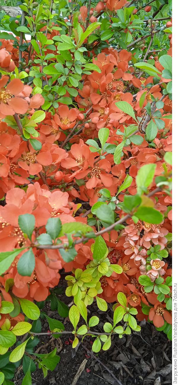 Хеномелес весь в цветах!