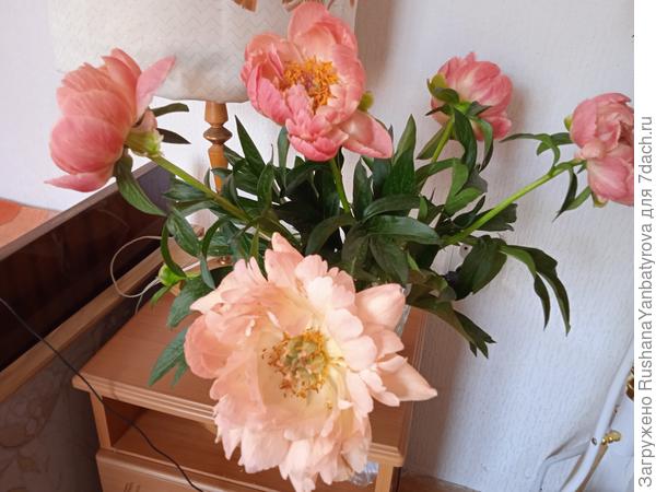 Вот Корал Сансет