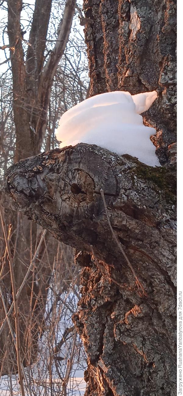 Лягушка- царевна!