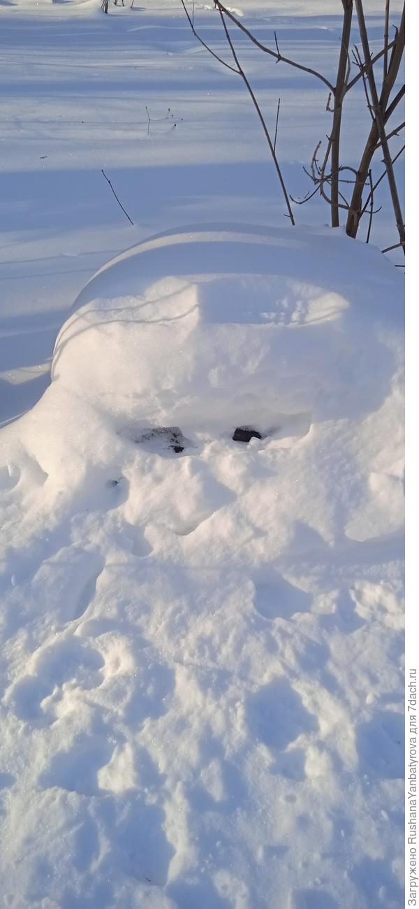 Это кто такой глазастый!? Лягушка-цареана