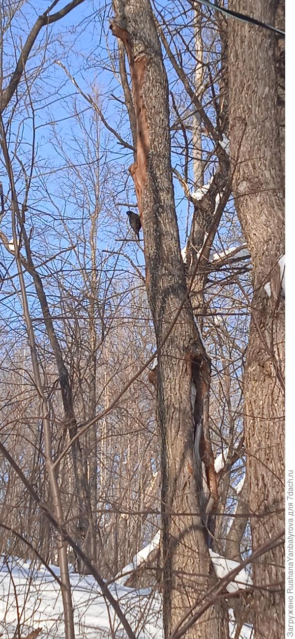 Чёрный дятел!