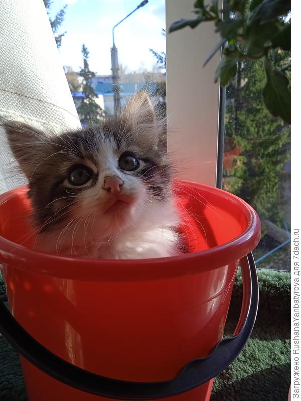 Таким взяла.