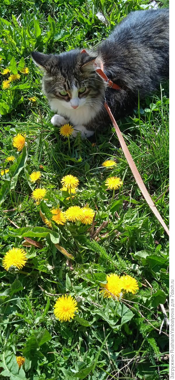 Так мы гуляем до дачи и после.