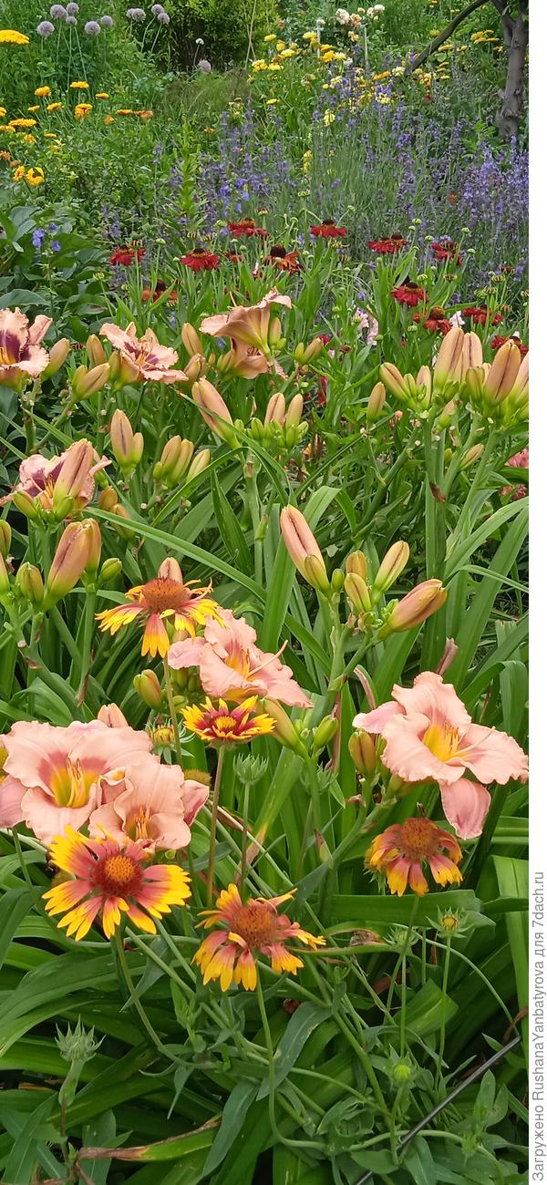 Мои лилейники. Нынче делила их.