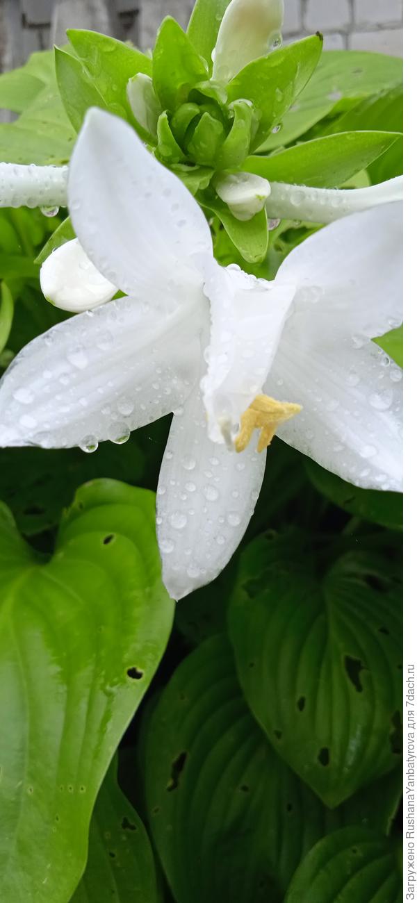 Цветы не только пре равны, но ещё и ароматны.