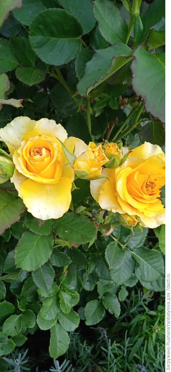 Сфинкс голден