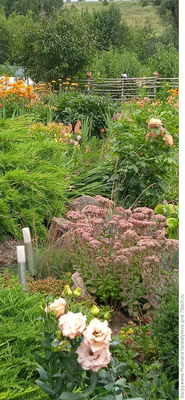 Плетень, за ним многолетний подсолнечник