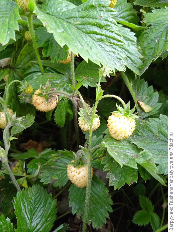 Земляничка.