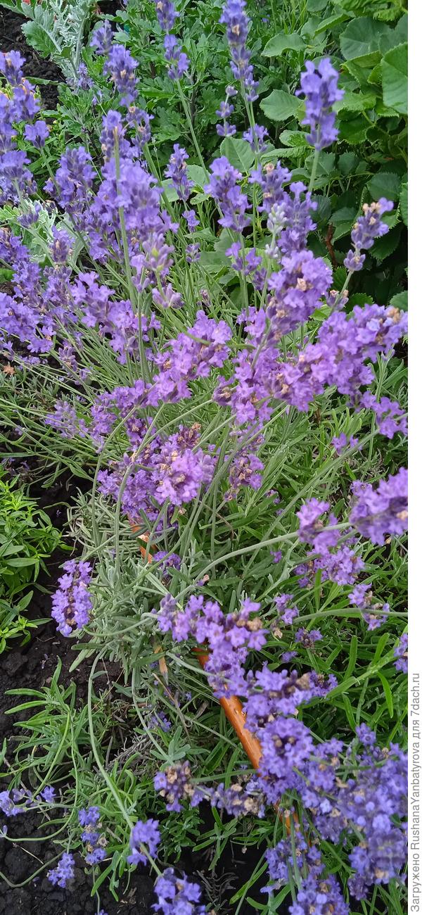 Полный цвет