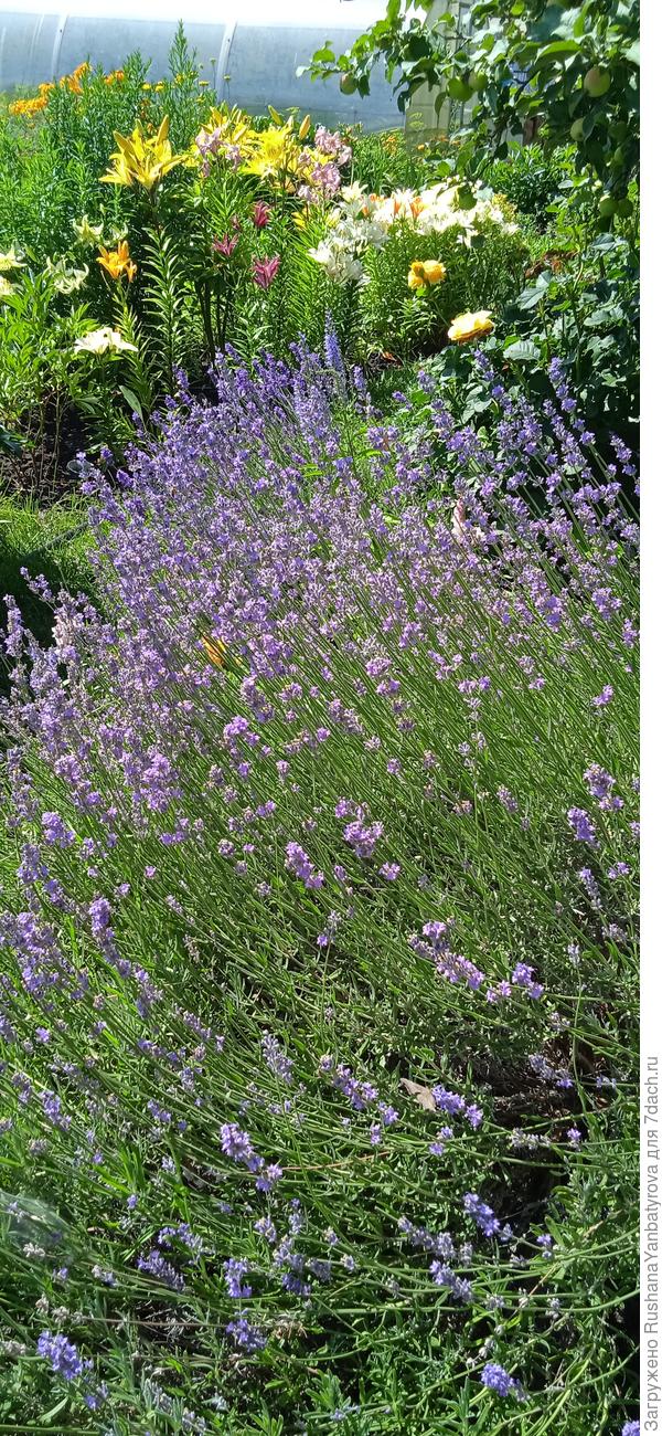 Начало цветения