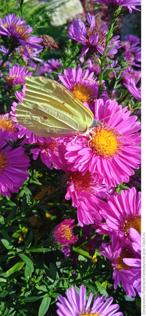 Низкорослая