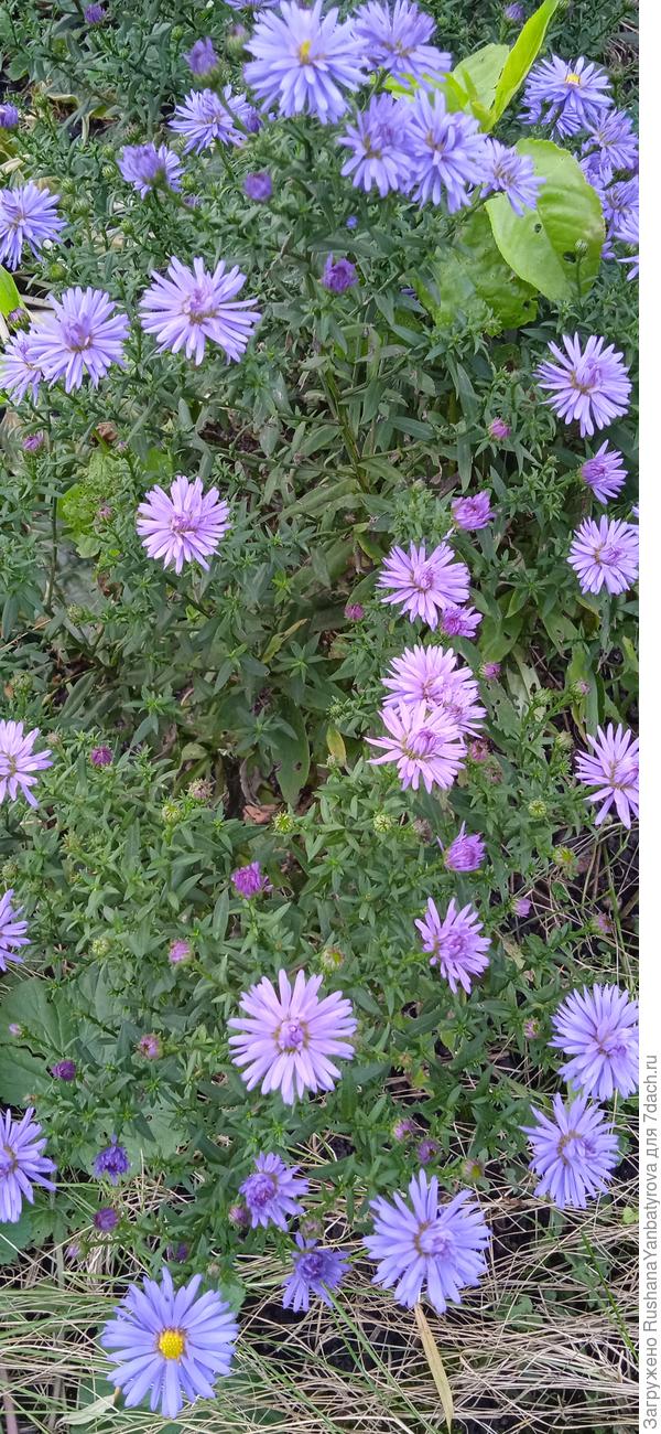 Низкорослая, позднее всех цветет, часто не успевает