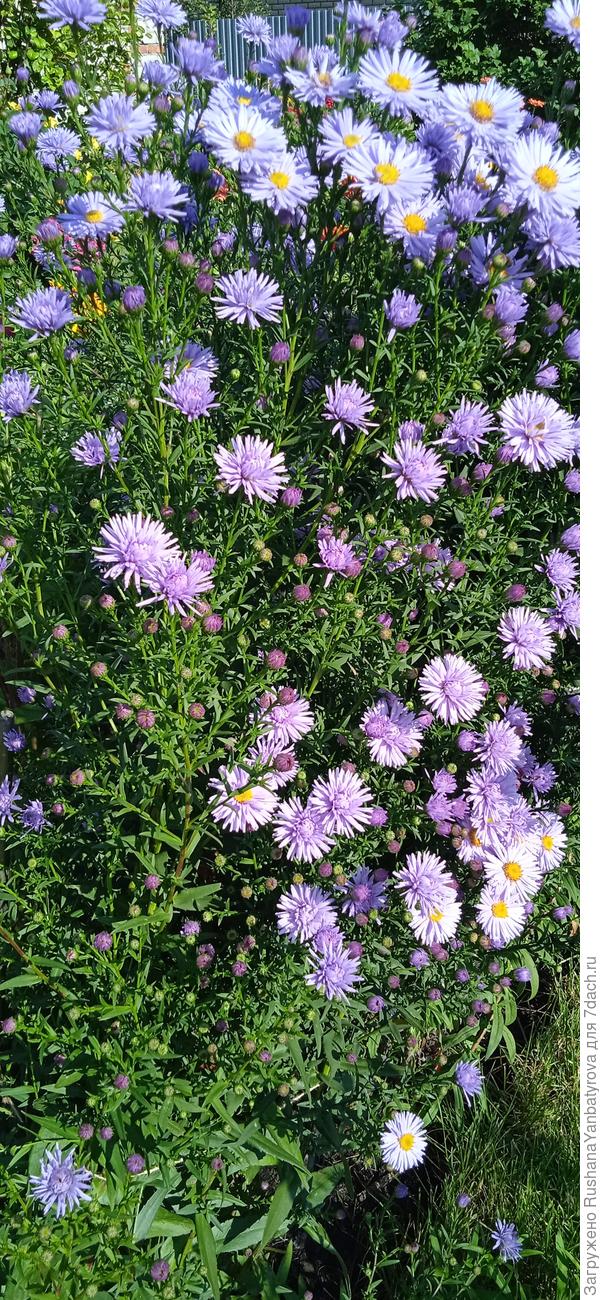 На одном кусту простые и полумахровые цветы.