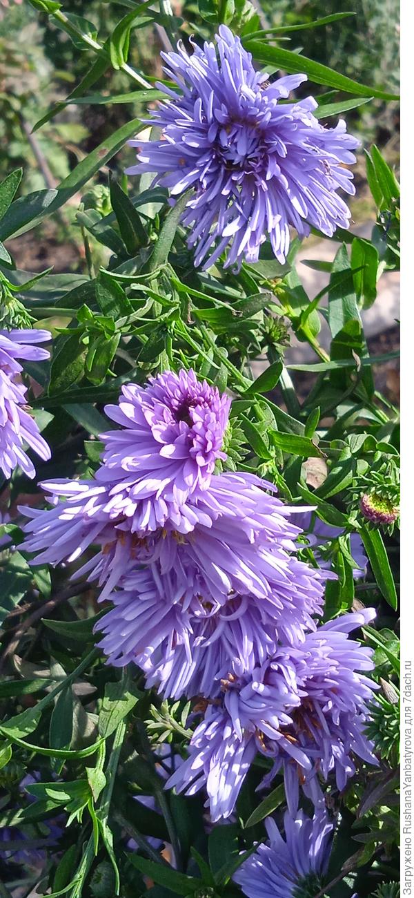 Единственная махровая