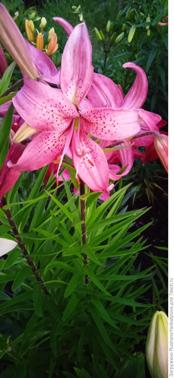 Эту не очень люблю, подарили.