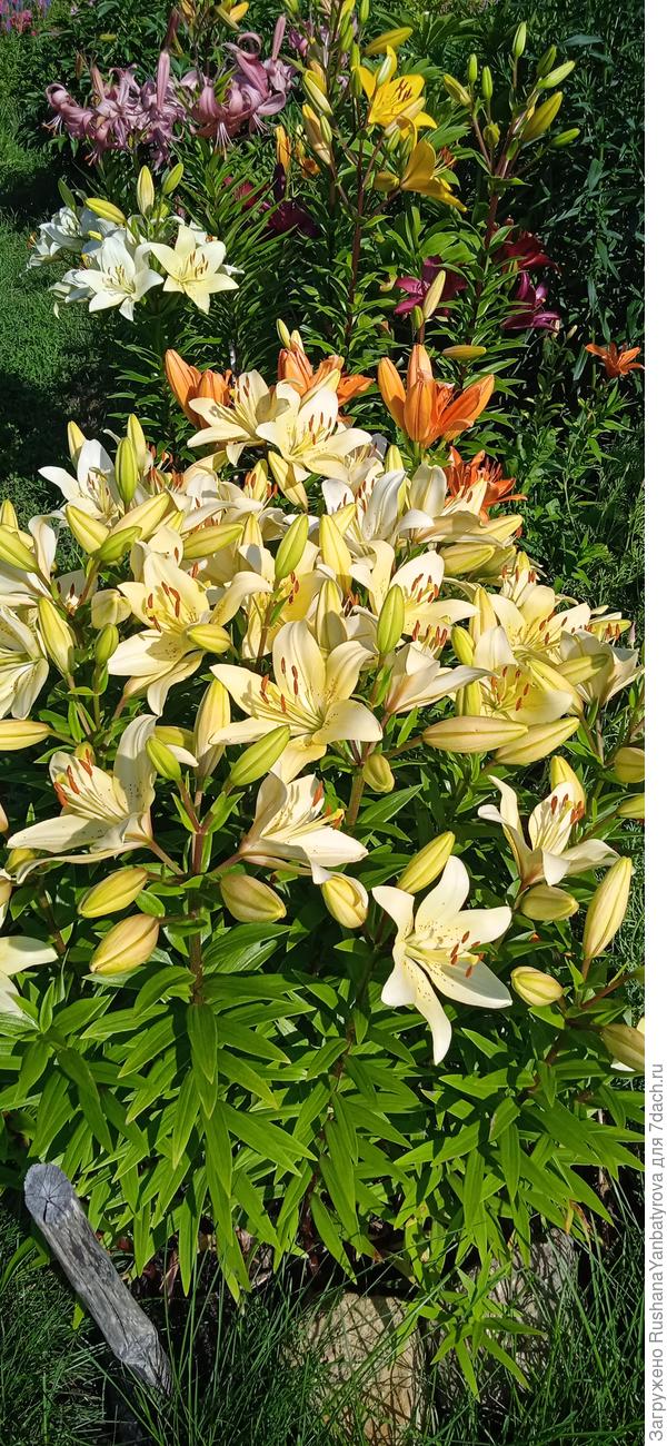 Эта хороша куртинкой