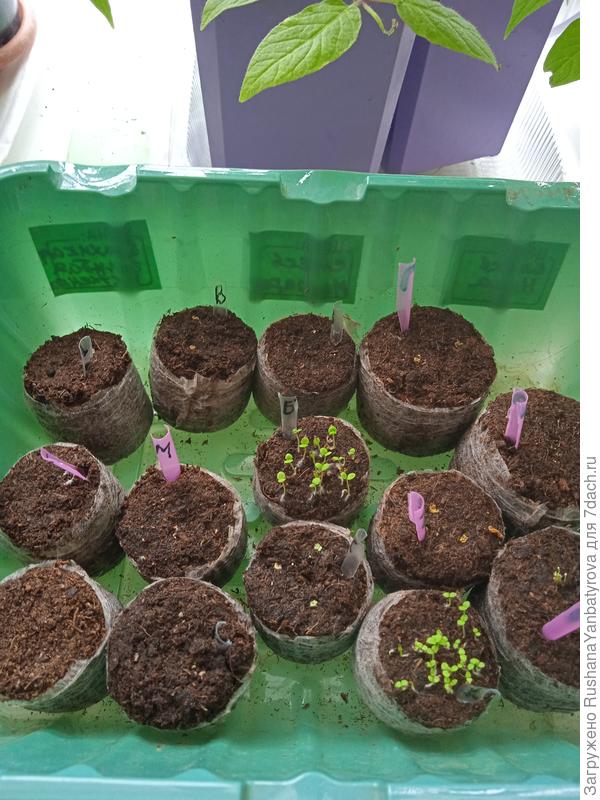 Петунии и лобелии