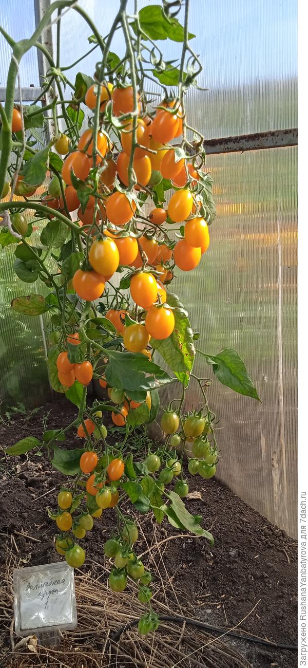 Волшебная арфа, 2024 год