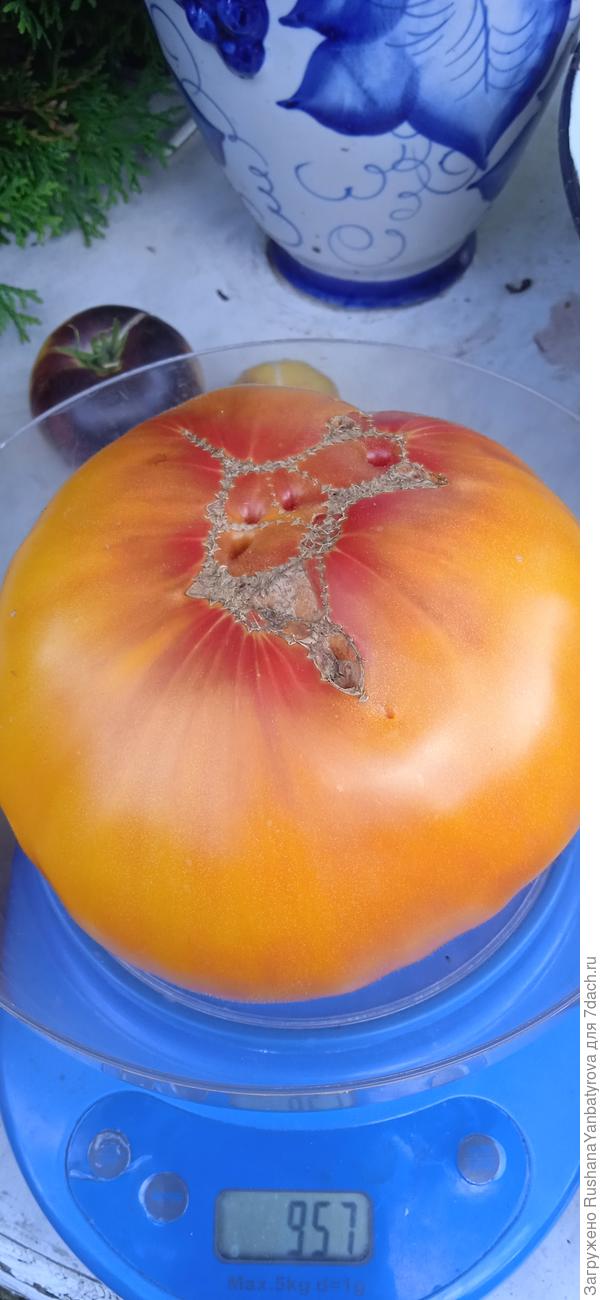 Крупный от Гаркаловой