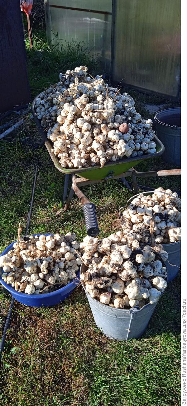 Топинамбур