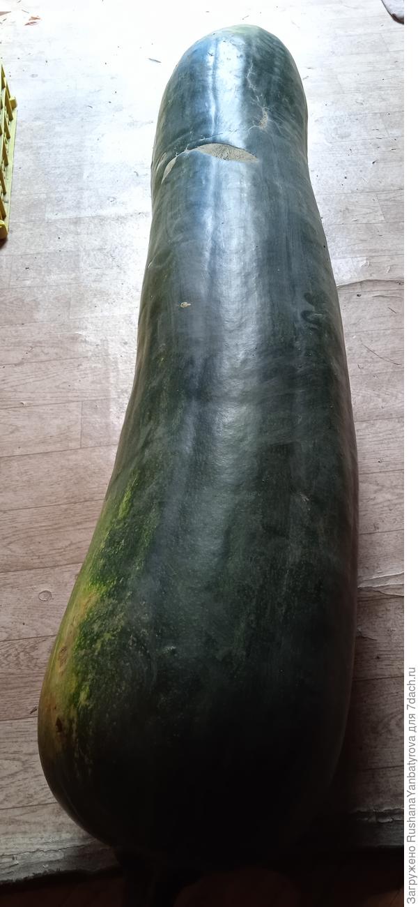 Тыква Семейная. С поля вдвоём с подругой в тачку подняли