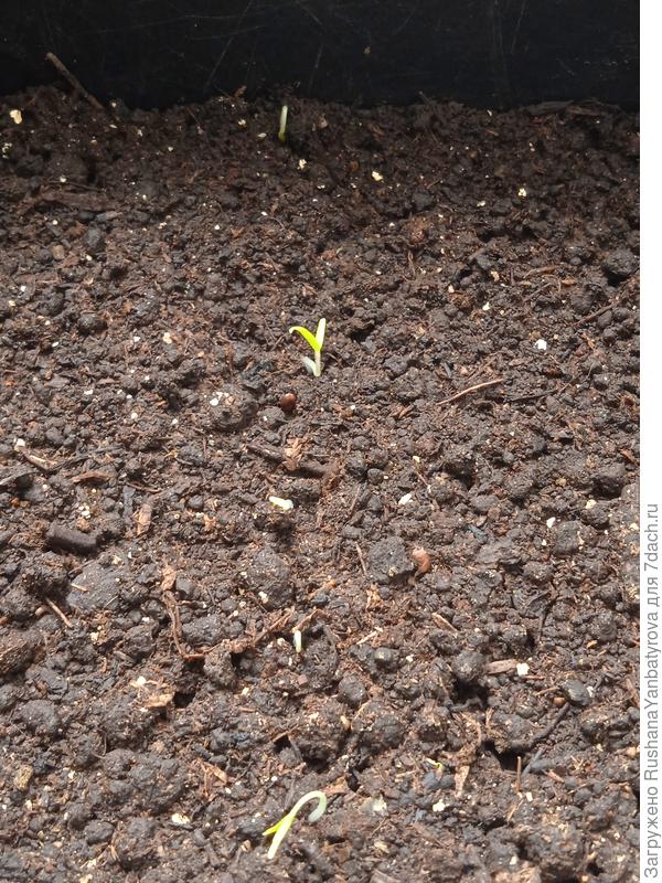 Томат Тигр розовый.