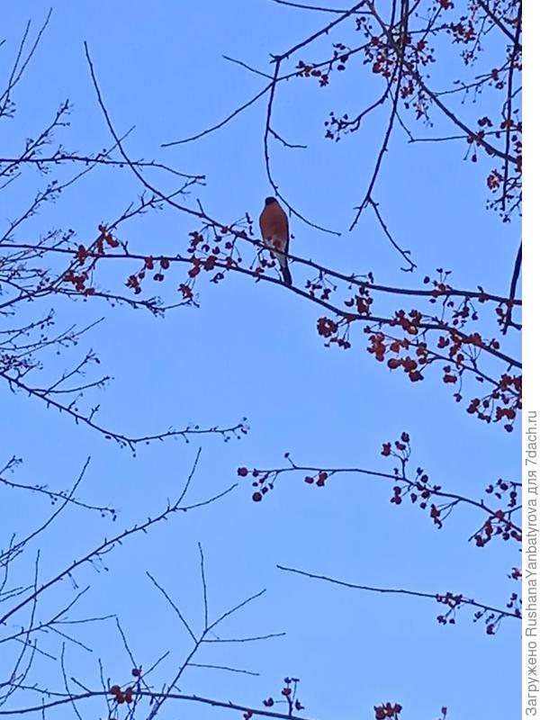 Снимаю я на телефон, потому качество, увы...