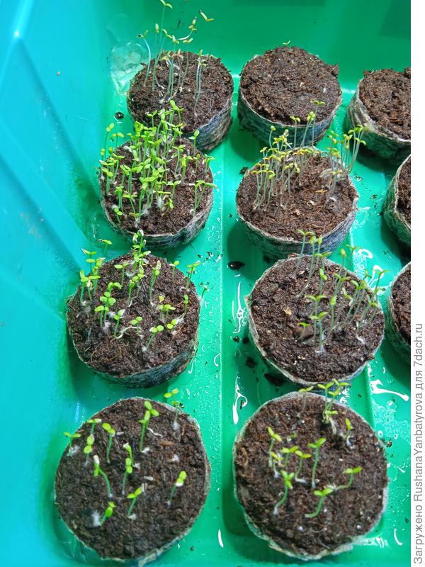 Цветочки до прореживания.