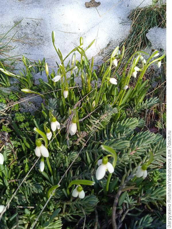 Из-под снега сразу в цвету! Так трогательно!