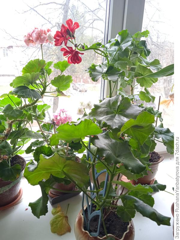 Вот она, яркая, на первом плане