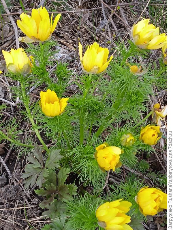 Наши горицветы