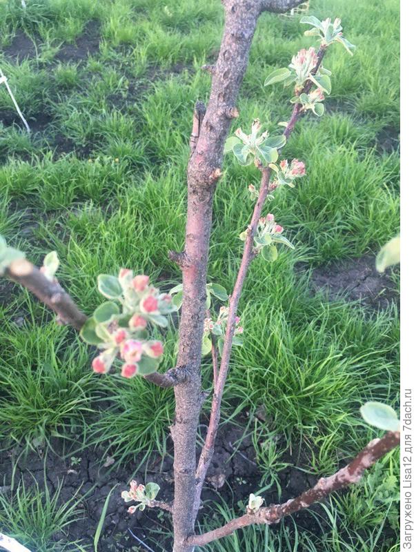 Можно ли как-то узнать, будут ли плоды у яблони? - ответы экспертов 7dach.ru