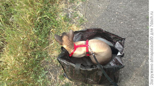 Барсуша прекрасно ходит на поводке.На дачу ездит в сумке.