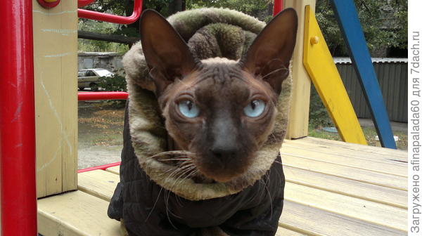 Наш Барсуша во дворе на горке.