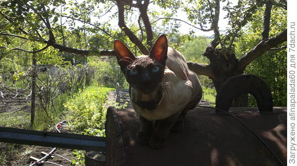 Мой дачный компаньон Анубис Себек Ра или просто Барсуша.Донской сфинкс.