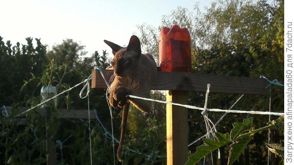 На даче.Любит забираться на опору для подвязки томатов и наблюдать.