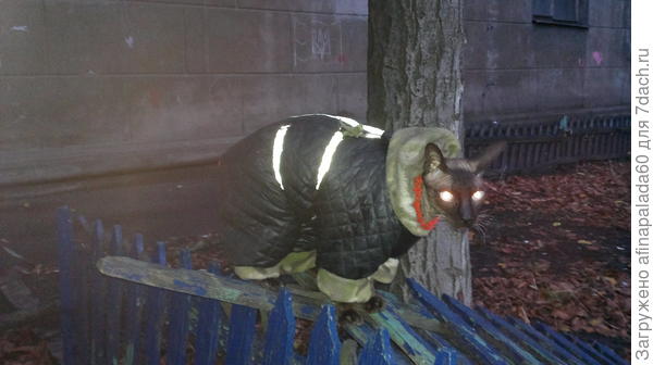 Зимой гуляет во дворе на поводке.Настаивает на прогулках.