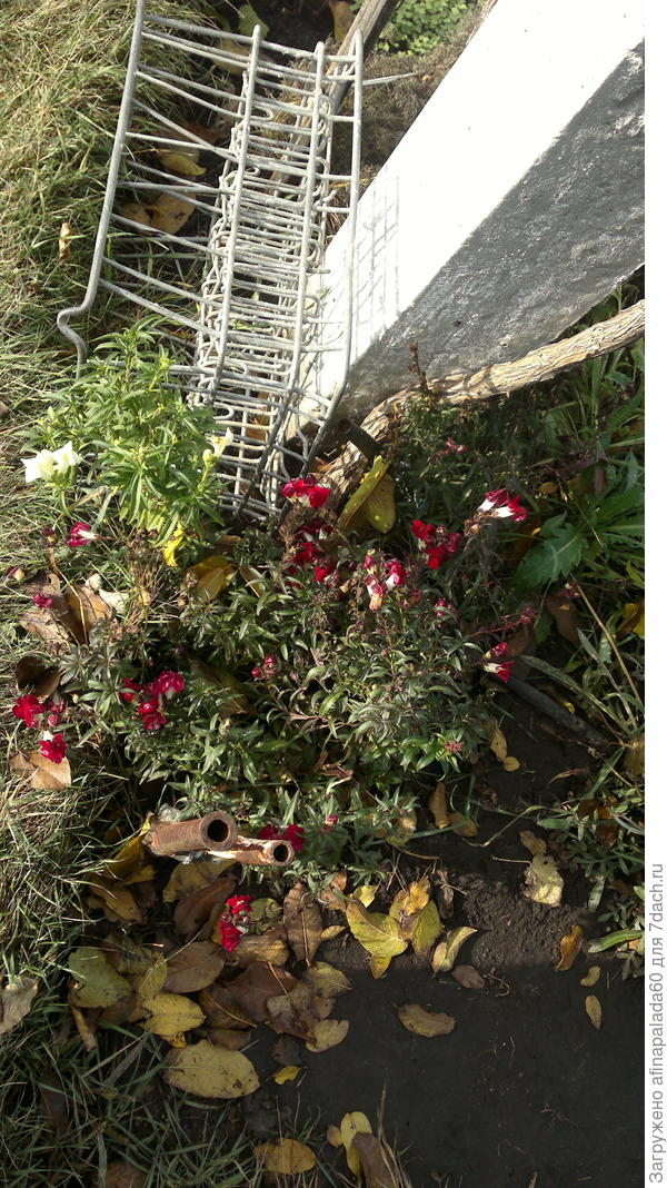 Это мой "полярник"- красный львиный зев 29 октября 2017 г.