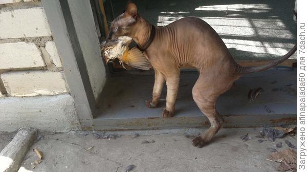 Наш охотник Анубис Себек Ра(Барсуша).Принес мне птичку на кухню.