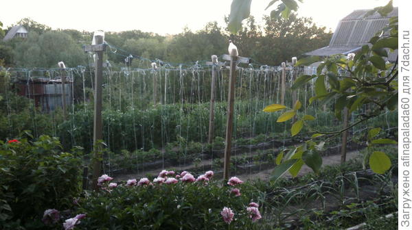 Розовый пион на переднем плане.Мак возле столба.