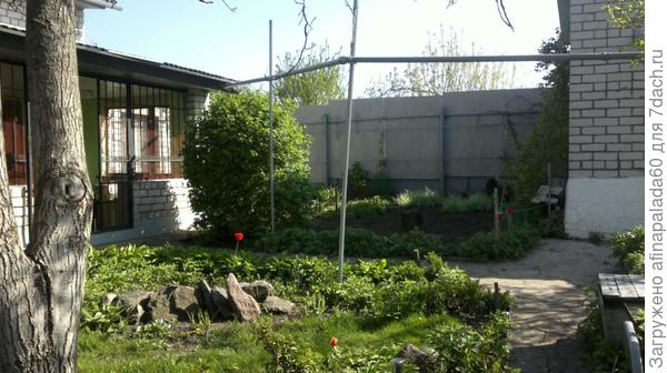 Многолетники перед домом.