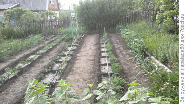 Огурцы на перголе.Томатов 3 грядки по 11 метров.