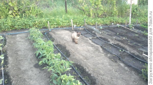 Капельный полив - самый лучший для растений!2017г.